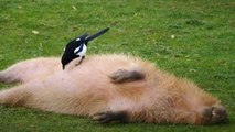 Magpie gives capybara a haircut at Bristol zoo