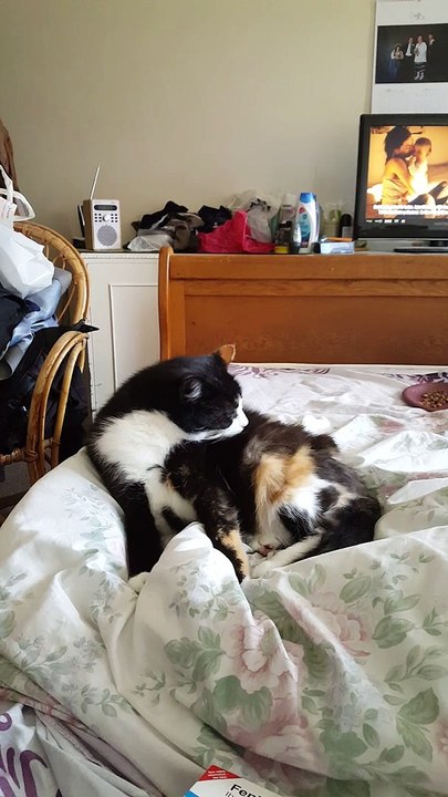 Sweep the cat
