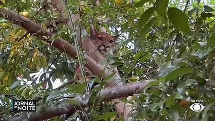 Onça é resgatada de topo de árvore 27/03/2023 15:22:52