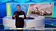 Reportan la muerte masiva de abejas en Campeche
