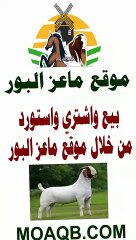 موقع ماعز البور أول موقع متخصص بحراج وبيع وشراء واستيراد ماعز البور في السعودية والخليج والوطن العربي