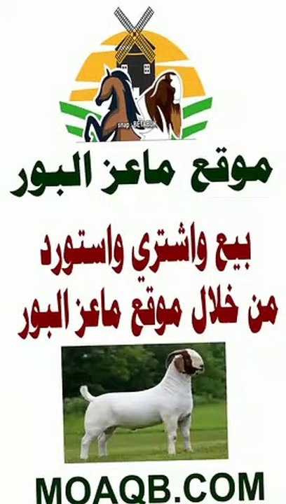 موقع ماعز البور أول موقع متخصص بحراج وبيع وشراء واستيراد ماعز البور في السعودية والخليج والوطن العربي