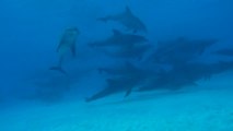 Person Witnesses Huge Pod of Dolphins Underwater While Scuba Diving