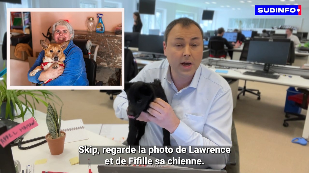 Un chien empoisonné au désherbant. A la rédac épisode 2