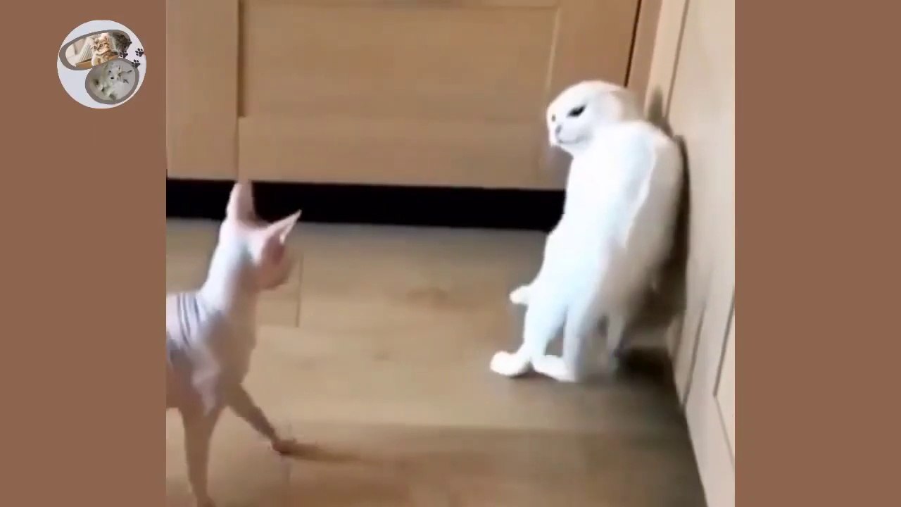 compilation chat et chien