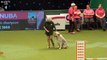 Kratu the rescue dog having fun in the Rescue Dog Agility Crufts 2018