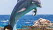 Fakta Menarik lumba-lumba hewan laut yang bikin gemes