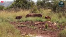 Warthog Was Brutally Attacked By Lions Even In The Cave - Wild Animal World