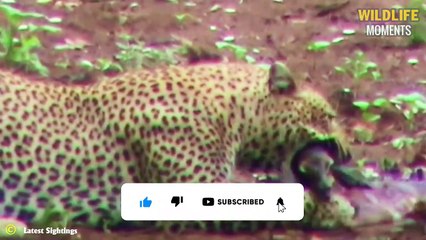 Top 45 Hunting Moments Of Leopard   Leopard VS Wildebesst, Warthog, Impala
