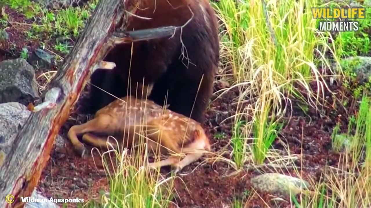 OMG! 45 Moments Hungry Bear Eats Everything In Sight