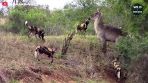 African Wild Dogs Fiercely Attack Waterbuck - Wild Animal World