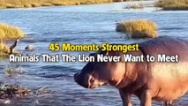45 Strongest Animals That Lions Never Want To Fight With - Wildlife Moments