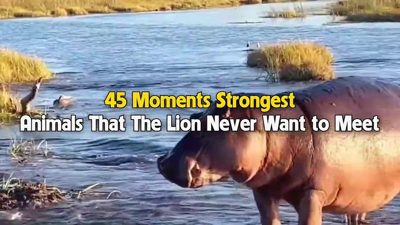 45 Strongest Animals That Lions Never Want To F...