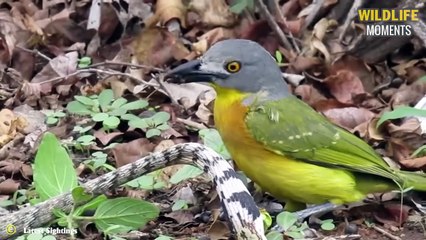 45 Scariest Ways Birds Attack And Swallow Their Prey   Poor Snake, Rabbit, Warthog