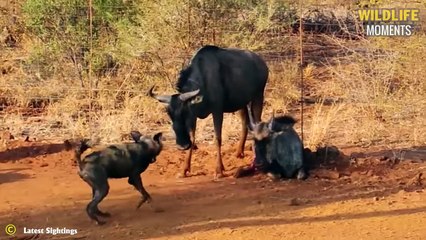 45 Moments Wild Dogs Hunt and the Unexpected Happens @swagwildlifemoments