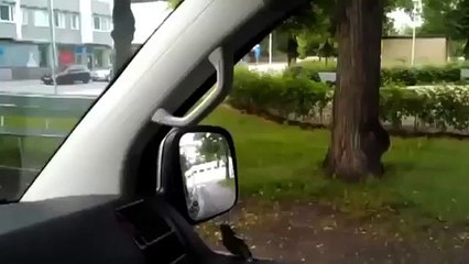 Funny Animal Reaction When In Front Mirror compilation 2014 Funny Animals Videos HD