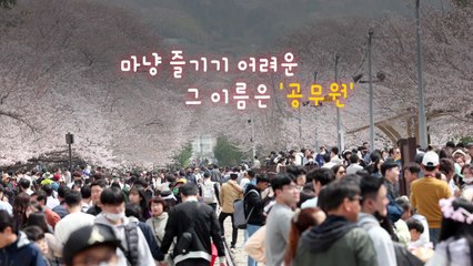 [영상] 봄 축제를 즐기기 어려운 그 이름 '공무원' / YTN