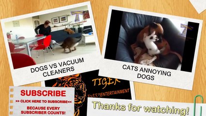 Cats and dogs react to shadows - Funny animal compilation