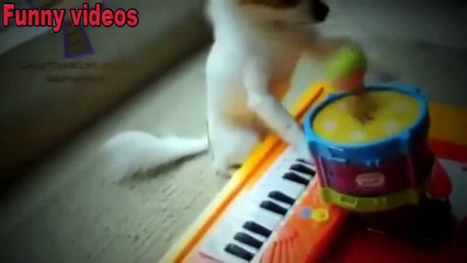 Funny animals playing instruments Cute and funny animal compilation Full HD (2)