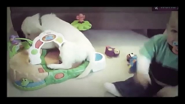 Cute funny Baby Videos - Funny Babies Playing with cats- cute Baby Compilation