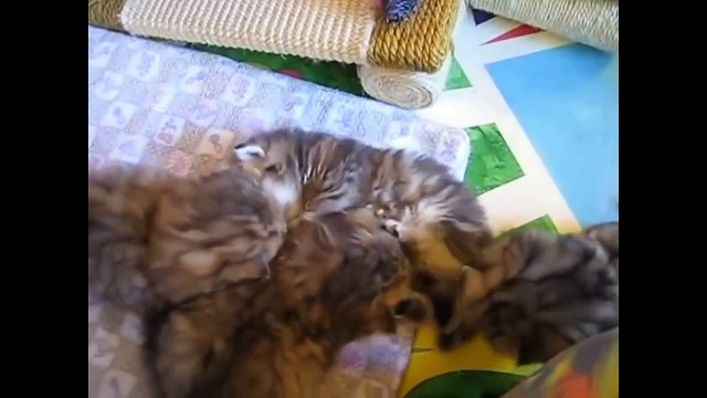Funny Animals Compilation 2015 Funny Cats Funny Videos Funny Pranks Funny Vines