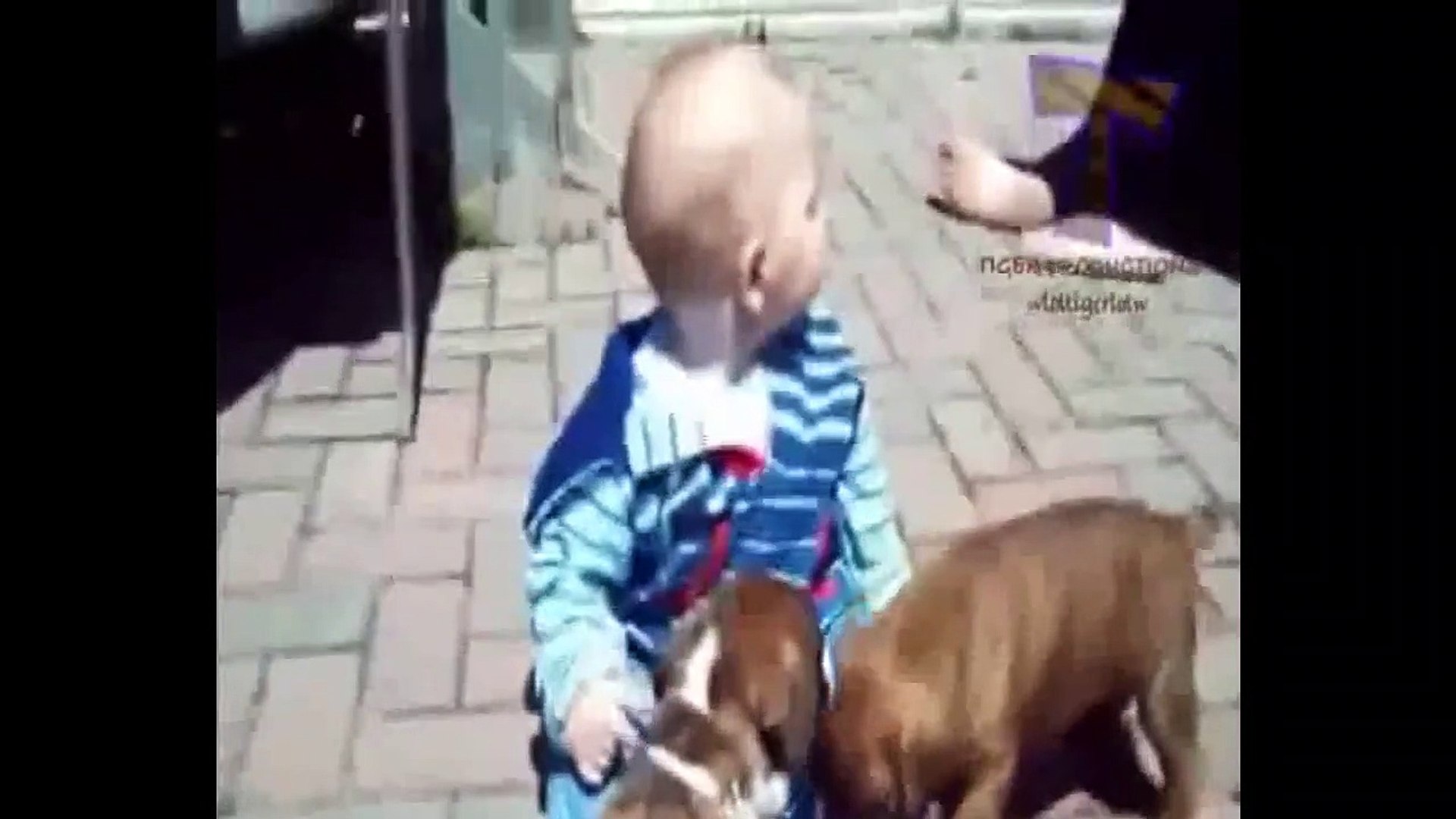 Funny Animal  -  Funny Animals