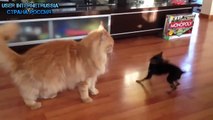 Funny Animals Video   Funny Animal Videos Ever  Funny Videos 2015   Funny Cats Funny Cat Videos