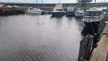 Dolphin in Wollongong Harbour - Illawarra Mercury - March 2023