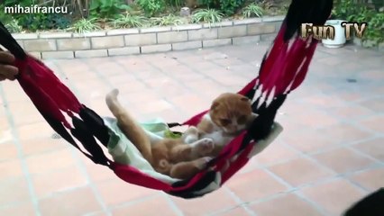 Funny Kids and animals Videos Compilation 2015 [NEW HD] #3