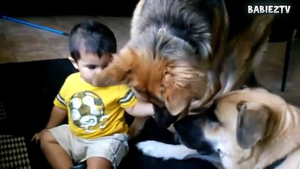 ---Big  Dogs Playing with Babies Compilation 2016
