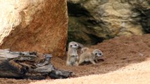 Meerkat pups at Western Plains Zoo Dubbo, March 28