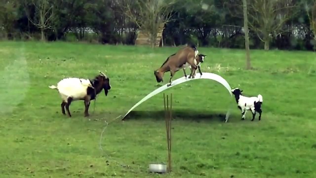 Funny animal 2015- Goats entertainment, Play funny