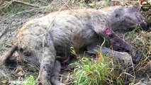 45 Horror Moments Hyena Eating Alive @swagwildlifemoments