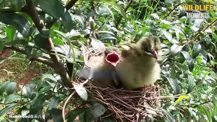 45 Horror & Shocking Moments Bird Swallows Prey In Seconds