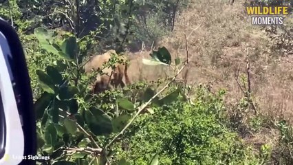 45 Epic Moments Lion Hunting And The Unexpected Happens @swagwildlifemoments