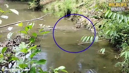 45 Craziest Moments Monkeys Become Prey That Give You Chills - Wildlife Moments