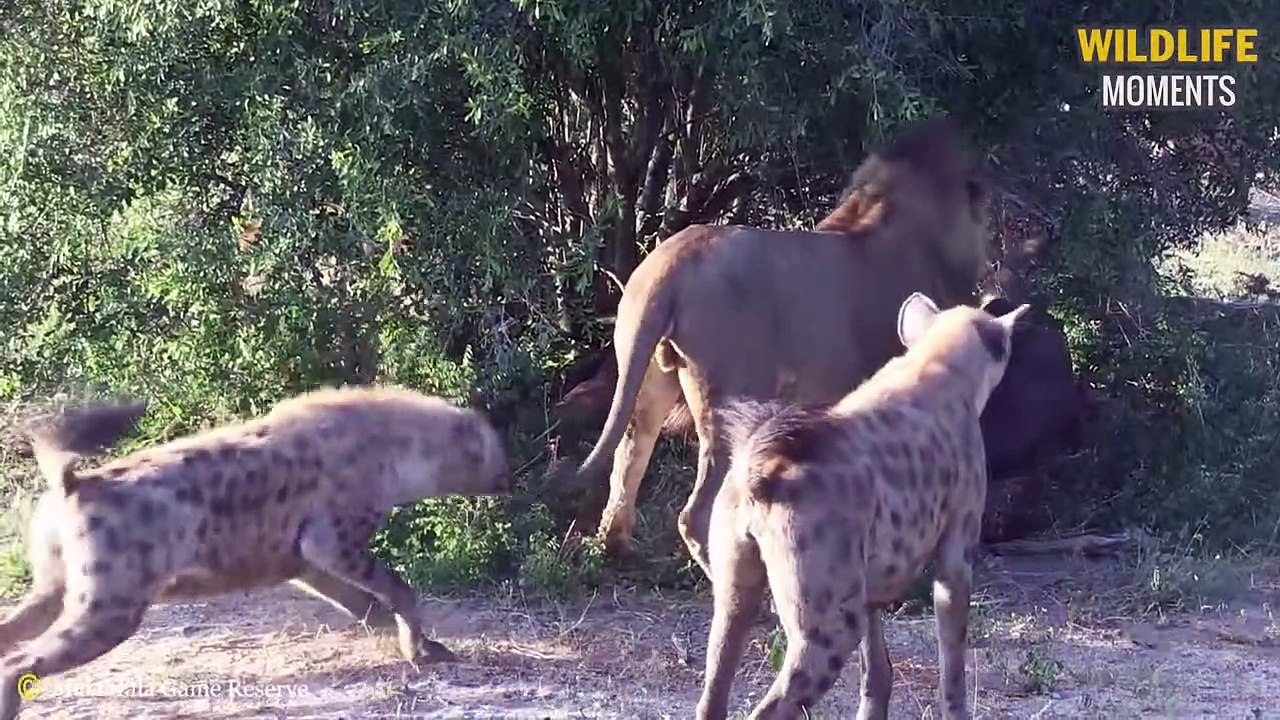 45 Craziest Moments Hyena Bully Injured Lion...