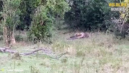 45 Brutal Moments Leopard Injuries And Hunting Fails @swagwildlifemoments (2)