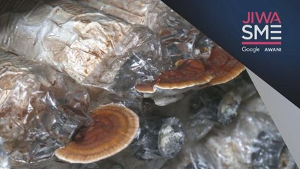 Inovasi Penghasilan Bongkah Cendawan dari Sisa Nanas
