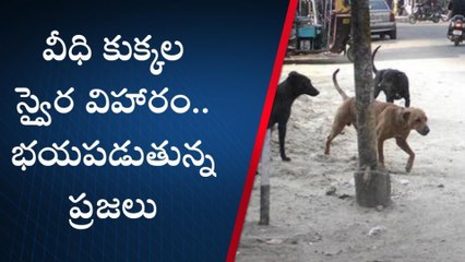 పాలేరు: వీధి కుక్కలతో బెంబేలెత్తుతున్న స్థానికులు