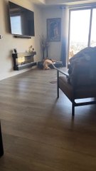 The Silly Faces Of A Doberman