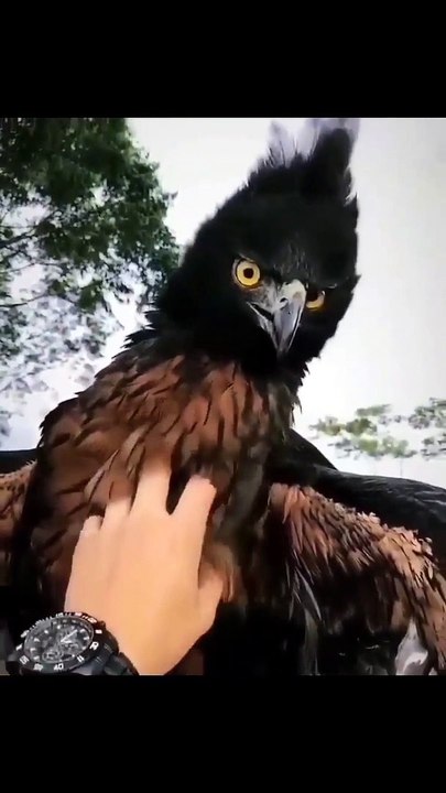 The black-and-chestnut eagle