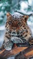 Leopard  enjoying them snowy days