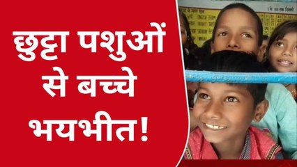 आजमगढ़: परिषदीय विद्यालय में आवारा पशुओं आतंक, देखे वीडियो