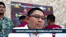 3 Pembalak Liar yang Curi Kayu Sonokeling dari Taman Hutan Raya Pesawaran Lampung Diringkus Polisi