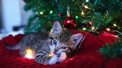 Quelques conseils pour éloigner son chat du traditionnel sapin de Noël