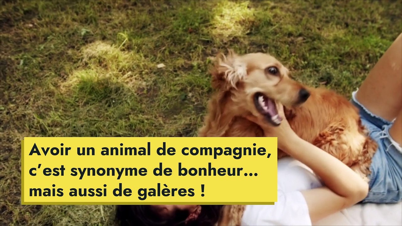 Retirer les poils d’animaux sur les vêtements : les techniques imparables