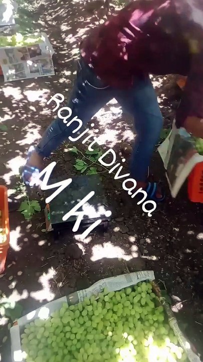 Funny Video