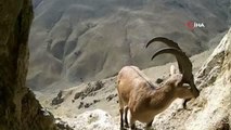 Van'da nesli tehlikede olan yaban keçileri fotokapana takıldı