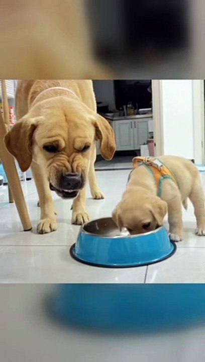 Funny animals videos | try not to laugh | funniest videos